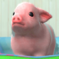 养育微型小猪(micropig)